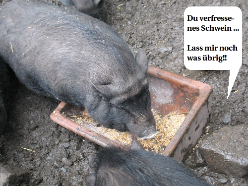 haengebauchschwein.JPG